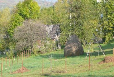 Teren de 1000 mp, în Teșila - 3