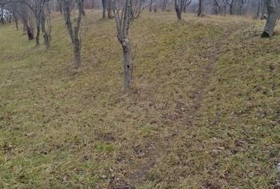 Teren de 3623 mp, în Poienarii de Muscel - 4