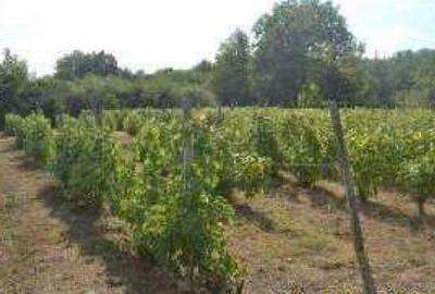 Teren agricol extravilan de 3000 mp, în Aiud - 1