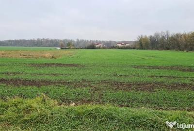 Teren de 3000 mp, în Brănești - 2