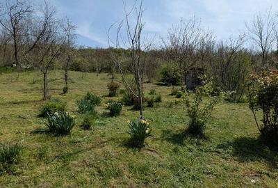 Teren de 1500 mp, în Șimnicu de Sus - 4
