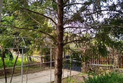 Casă cu 4 camere cu Teren 2200 Mp în Cuvin - 4