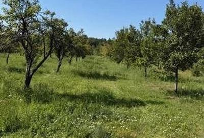 Teren de 7500 mp, în Cuca