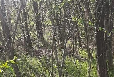 Teren de 9979 mp, în Rediu (Răuseni) - 5
