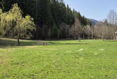 Teren de 4096 mp, în Tarcău - 7