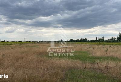 Teren de 1000 mp, în Sânmihaiu Român