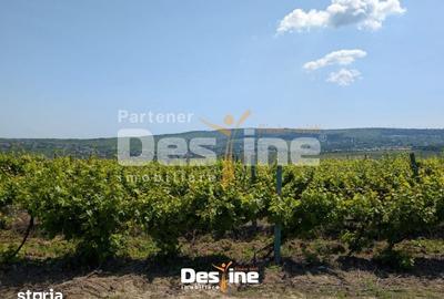 Teren de 974 mp, în Bucium