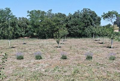 Teren de 2986 mp, în Butin - 3
