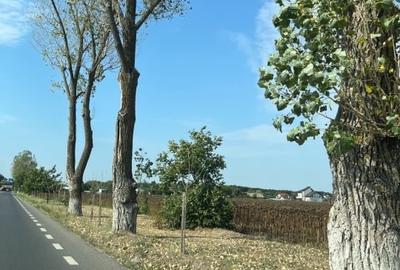 Teren Construcții intravilan de 3700 mp, în Sud - 3