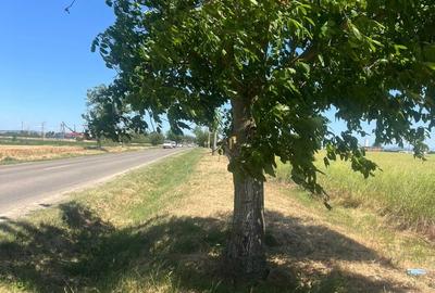 Teren de 23500 mp, în Sântandrei - 3