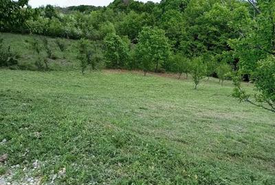 Teren de 1370 mp, în Băbana - 5