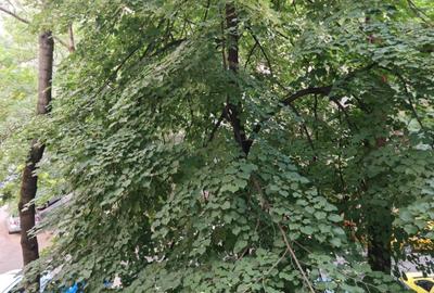Apartament cu 2 camere decomandat în Lujerului - 8