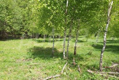 Teren de 2200 mp, în Moieciu - 6