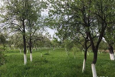 Teren de 3000 mp, în Margina - 3