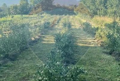 Spațiu comercial, în Breb - 1