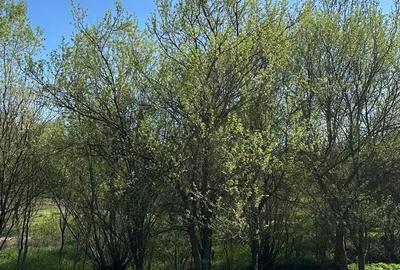 Teren în Bădești - 1