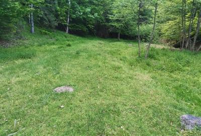 Teren de 14000 mp, în Pocruia