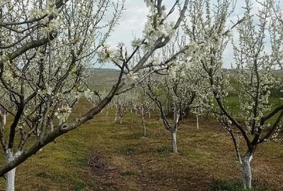 Teren de 7500 mp, în Grui - 2