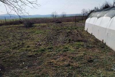 Casă cu 3 camere cu Teren 48000 Mp în Grădina - 5