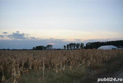 Teren de 7440 mp, în Slătioara - 2