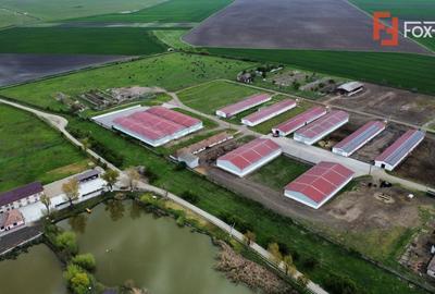 Teren Construcții intravilan de 58340 mp, în Peciu Nou - 21