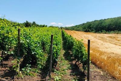Casă cu 4 camere în Canlia - 8