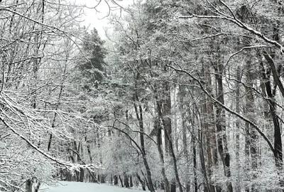 Teren de 12300 mp, în Grebănu - 3