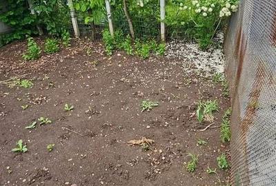 Casă cu 4 camere cu Teren 791 Mp în Bărăbanț - 3