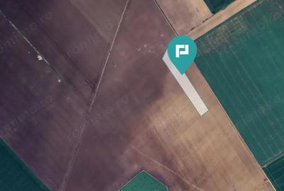 Teren de 36000 mp, în Peciu Nou - 4