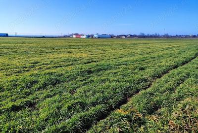 Teren de 43000 mp, în Căzănești - 2