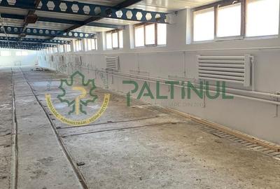 Spațiu industrial, de 700 mp, în Exterior Vest - 1