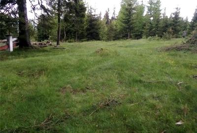 Teren de 17000 mp, în Muntele Băișorii
