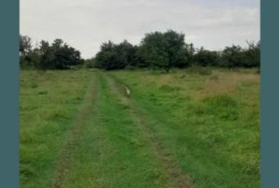Teren extravilan de 15000 mp, în Filipeștii de Pădure - 2