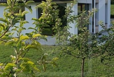 Casă individuală cu 5 camere cu Teren 500 Mp în Pata - 2