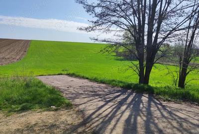 Teren de 33700 mp, în Dumbrava (Berești-Bistrița)