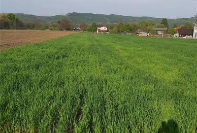Teren de 2450 mp, în Băiculești - 2