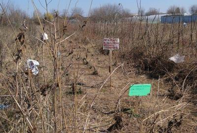 Teren de 400 mp, în Adunații-Copăceni - 3
