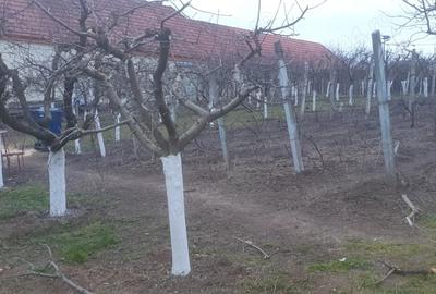 Teren de 966 mp, în Păuca - 10