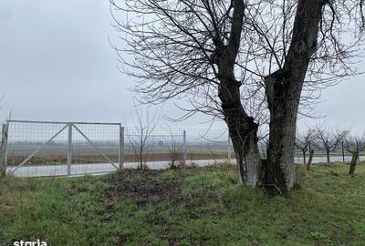 Teren de 1203 mp, în Comana - 7