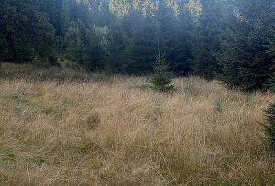 Teren de 5400 mp, în Sud