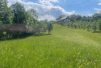 Teren de 5000 mp, în Schiulești - 1
