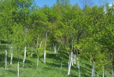 Teren de 9000 mp, în Pogara - 2