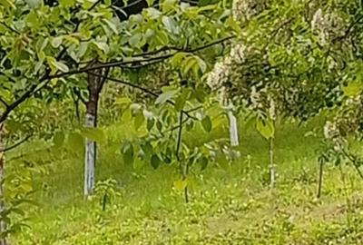 Teren de 970 mp, în Săsciori