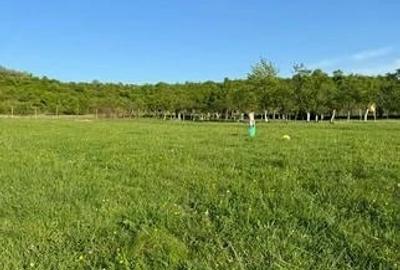 Teren de 6000 mp, în Sălciua Nouă - 3