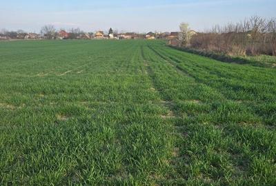 Teren de 3200 mp, în Lazuri - 2