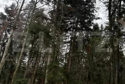Teren de 4000 mp, în Calea Moroieni - 13