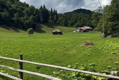 Teren de 6800 mp, în Rucăr - 3