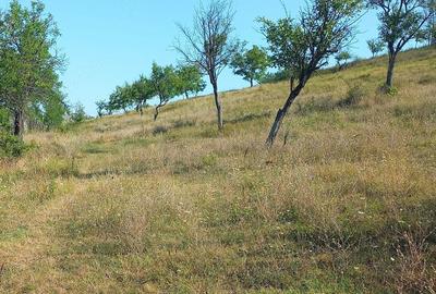 Teren de 82000 mp, în Roșiile - 1