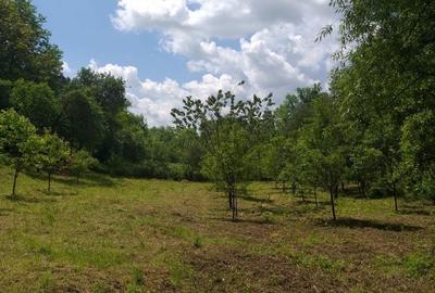 Teren de 2800 mp, în Micești - 3