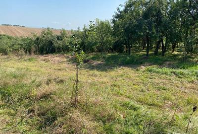 Teren de 5500 mp, în Alioș - 1
